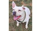 Adopt Luna Moon a White American Staffordshire Terrier / Mixed dog in Justin