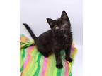 Adopt Quiggly a All Black Domestic Shorthair / Mixed cat in Muskegon