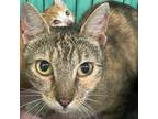 Adopt Willow a Tortoiseshell Domestic Shorthair / Mixed cat in Franklin