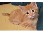 Adopt Randall a Orange or Red Tabby Domestic Shorthair (short coat) cat in Mt.