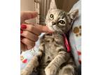 Adopt Sandy a Gray or Blue Domestic Shorthair (short coat) cat in Spring