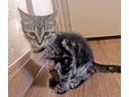Adopt LuluBelle a Brown Tabby Domestic Shorthair (short coat) cat in Mt.