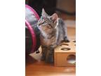 Adopt Guinan a Gray, Blue or Silver Tabby Domestic Shorthair (short coat) cat in
