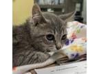 Adopt West a Gray or Blue Domestic Shorthair / Mixed cat in Lynchburg