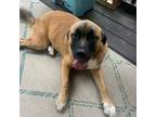 Adopt Brownie a Tan/Yellow/Fawn Mixed Breed (Medium) / Mixed dog in Helena