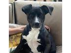 Adopt Blackie a Black Mixed Breed (Medium) / Mixed dog in Helena, AL (38652273)