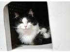Adopt Sissy a White Domestic Longhair / Domestic Shorthair / Mixed cat in