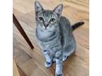 Adopt Lil Bit a Gray or Blue Domestic Shorthair / Mixed cat in Fort Worth