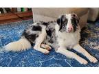 Adopt Smokey OH a Merle Australian Shepherd / Mixed dog in Perkasie