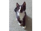 Adopt Bair a Black & White or Tuxedo Domestic Shorthair (short coat) cat in