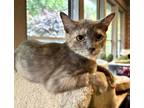 Adopt Zyla a Gray or Blue Domestic Shorthair / Domestic Shorthair / Mixed cat in