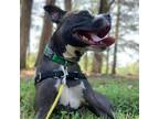 Adopt JJ 4520 a Black Mixed Breed (Medium) / Mixed dog in Columbus