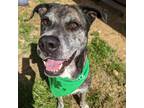 Adopt Vanner 0595 a Brindle Mixed Breed (Large) / Mixed dog in Columbus