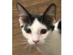 Adopt Jessie a White (Mostly) Domestic Shorthair (short coat) cat in Smithfield