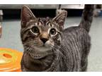 Adopt Craftsman a Brown or Chocolate Domestic Shorthair / Domestic Shorthair /