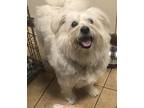Adopt Bessie a White Westie, West Highland White Terrier / American Eskimo Dog /