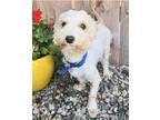 Adopt Willie a White Miniature Poodle / Mixed dog in Valley Village