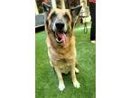 Adopt Ricky a Tan/Yellow/Fawn - with Black German Shepherd Dog / Mixed dog in