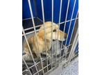 Adopt Waylon a Red/Golden/Orange/Chestnut Mixed Breed (Medium) dog in