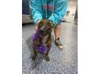 Adopt Beauty a Brown/Chocolate Mixed Breed (Medium) dog in Whiteville