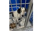 Adopt Dot a White Mixed Breed (Medium) dog in Whiteville, NC (38650710)