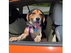 Adopt Merle Milton a Tricolor (Tan/Brown & Black & White) Beagle / Mixed dog in