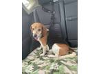 Adopt Wallaby Milford a Tan/Yellow/Fawn - with White Beagle / Mixed dog in