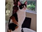 Adopt Sophia Maria a Calico or Dilute Calico Hemingway/Polydactyl / Mixed cat in