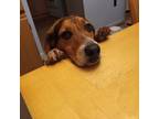 Adopt Louie Milford a Tricolor (Tan/Brown & Black & White) Beagle / Mixed dog in