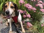 Adopt Abel Baldwin a Tricolor (Tan/Brown & Black & White) Beagle / Mixed dog in