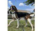 Adopt Bobo Hughes a Tricolor (Tan/Brown & Black & White) Treeing Walker