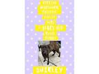 Adopt Shirley a Mixed Breed