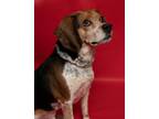 Adopt Jojo Charles a Tricolor (Tan/Brown & Black & White) Beagle / Mixed dog in