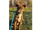 Adopt Teddy Charles a Brindle - with White Plott Hound / Mixed dog in Waldorf