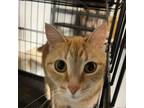 Adopt Callie a Orange or Red Domestic Shorthair / Mixed cat in Rayville