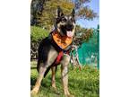 Adopt Baron a Black - with Tan, Yellow or Fawn Belgian Shepherd / Mixed dog in