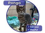 Adopt Pongo a Tan or Fawn Tabby Domestic Shorthair (short coat) cat in Glenwood