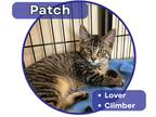 Adopt Patch a Tan or Fawn Tabby Domestic Shorthair (short coat) cat in Glenwood