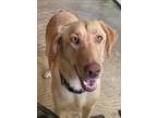 Adopt Zee a Tan/Yellow/Fawn Labrador Retriever / Mixed dog in Irmo
