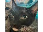Adopt Prodigy a All Black Domestic Shorthair / Mixed cat in St.