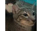 Adopt Marvel a Gray or Blue Domestic Shorthair / Mixed cat in St.