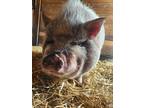 Adopt Gracie a Pig (Farm) farm-type animal in Birdsboro, PA (36347220)