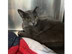 Adopt Slick a Domestic Short Hair