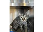 Adopt Taddy a Tabby