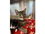 Adopt Ahavah a Domestic Short Hair, Tabby