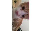 Adopt Tundra a Orange or Red Tabby American Shorthair / Mixed (long coat) cat in