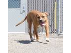 Adopt Sunflower a Terrier, Boxer