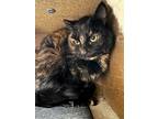 Adopt Minnie a Domestic Short Hair