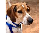Adopt Skitter a White - with Tan, Yellow or Fawn Hound (Unknown Type) / Mixed