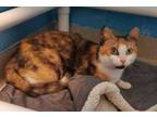 Adopt Friday a Domestic Short Hair